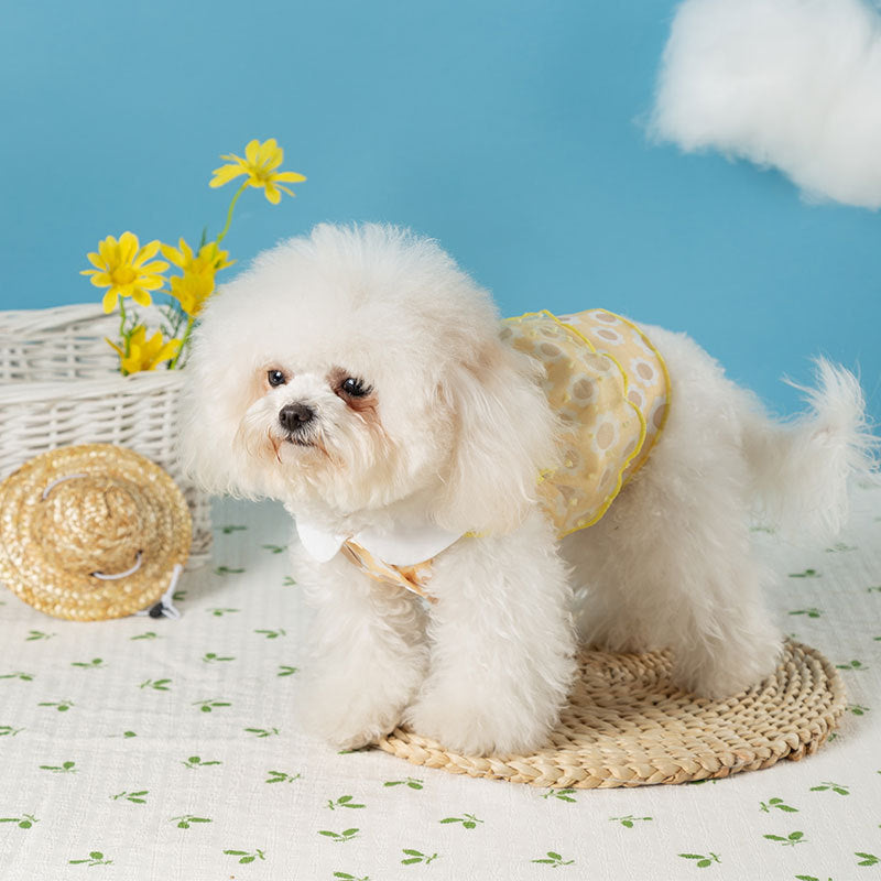 【2504SXKN0366-MP】新款寵物蕾絲連衣裙中小型犬春夏季透衣服